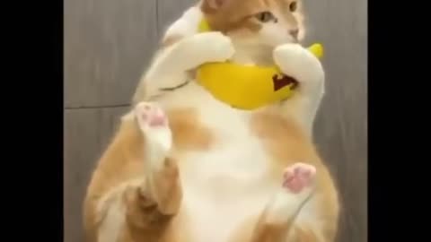 Funniest and Cutest Fat Cat Doing Funny Things