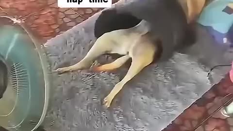 funny animal video🤣😁🤣😁🤣