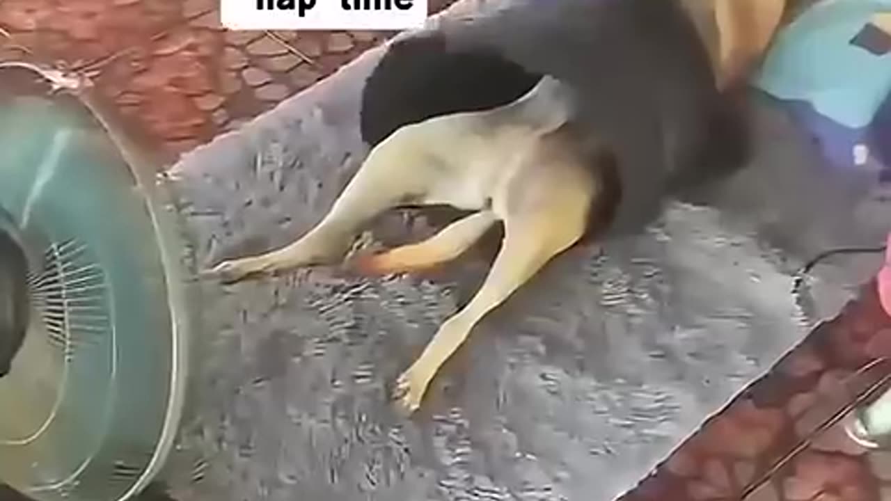 funny animal video🤣😁🤣😁🤣