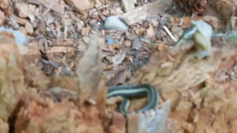 Garter snake with slug, filmed on Nikon coolpixs6800