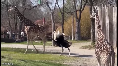The Funniest Animal Videos Ever