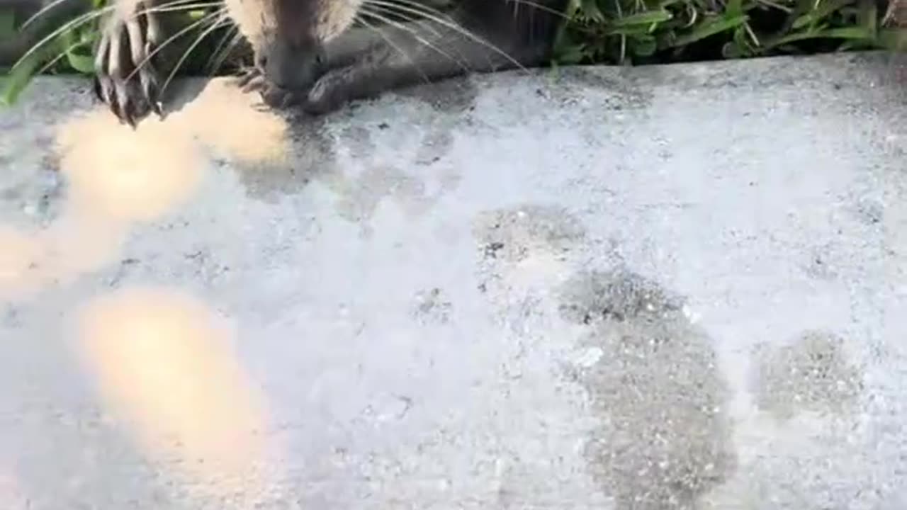 saving a raccoon