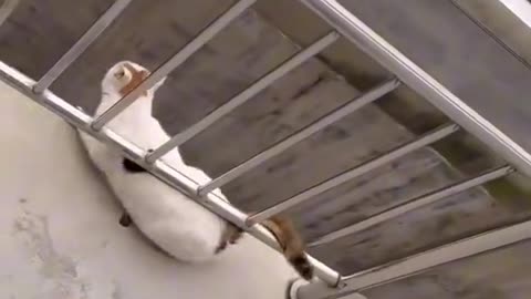 Funny Video of a cat 😺 Must watch video 🤣
