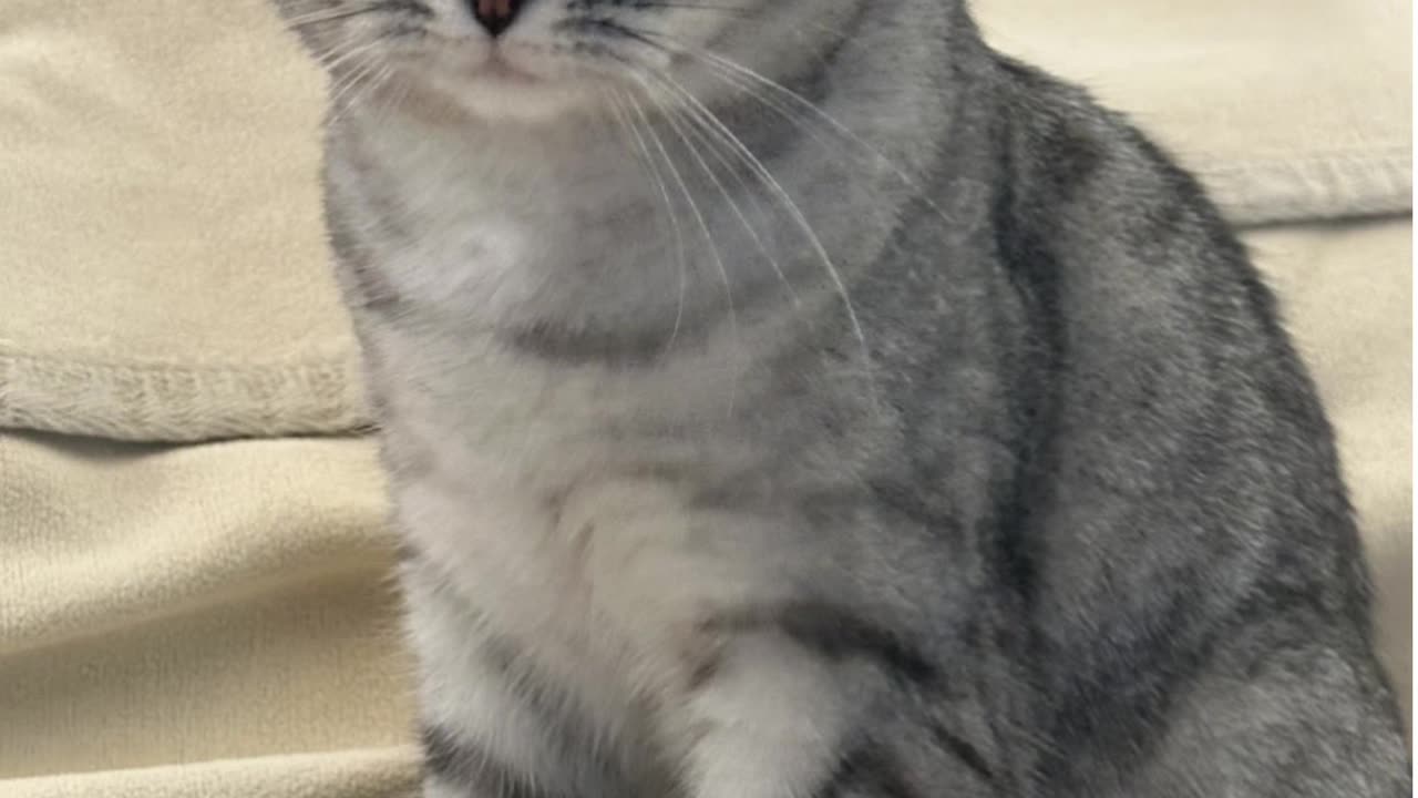 we asked chatgpt to turn our office pets into humans 🫢