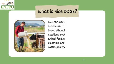 Rice DDGS