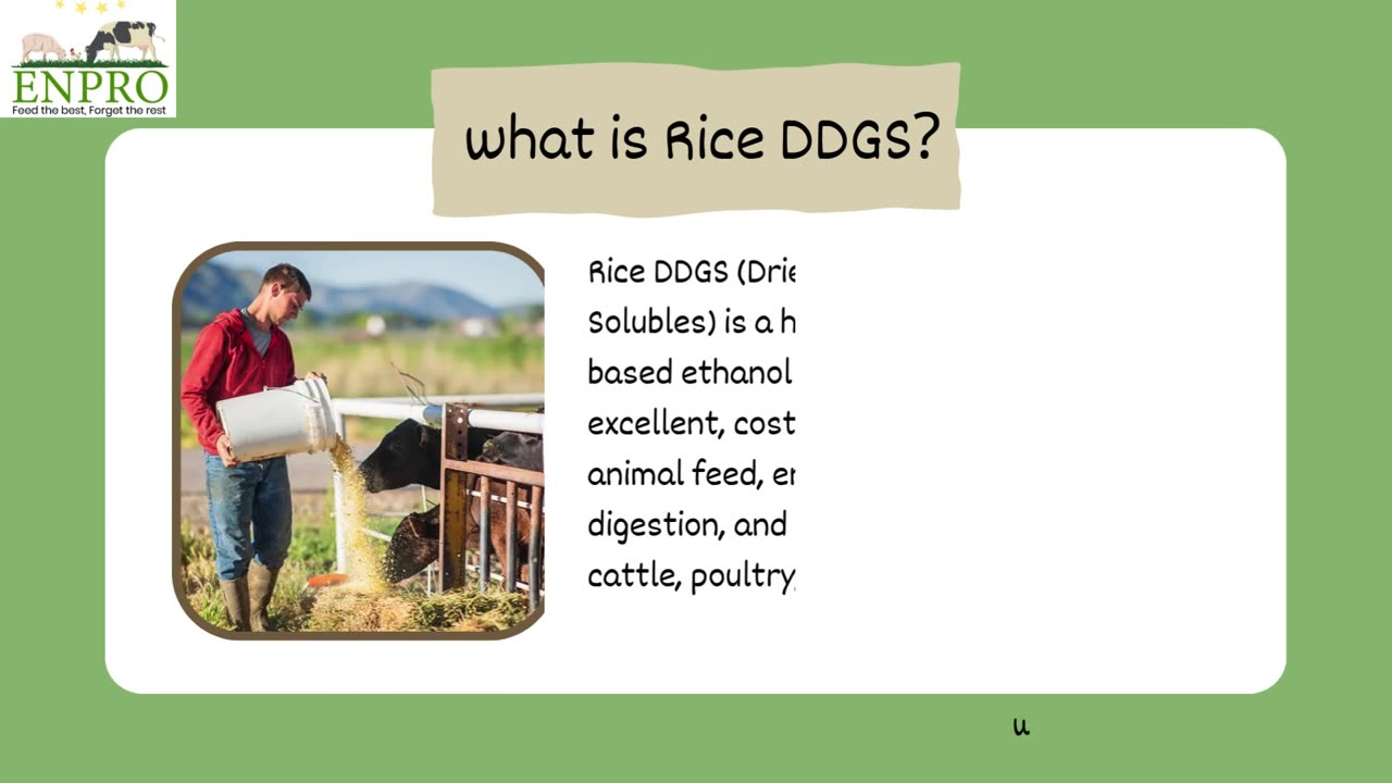 Rice DDGS