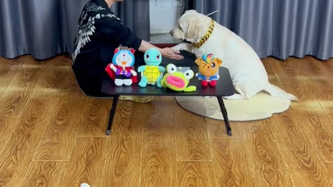 鼻子碰碰小玩偶，精准认出老朋友 Nose touch the little doll and accurately recognize old friends