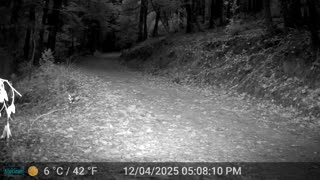 Just a Happy Little Skunk