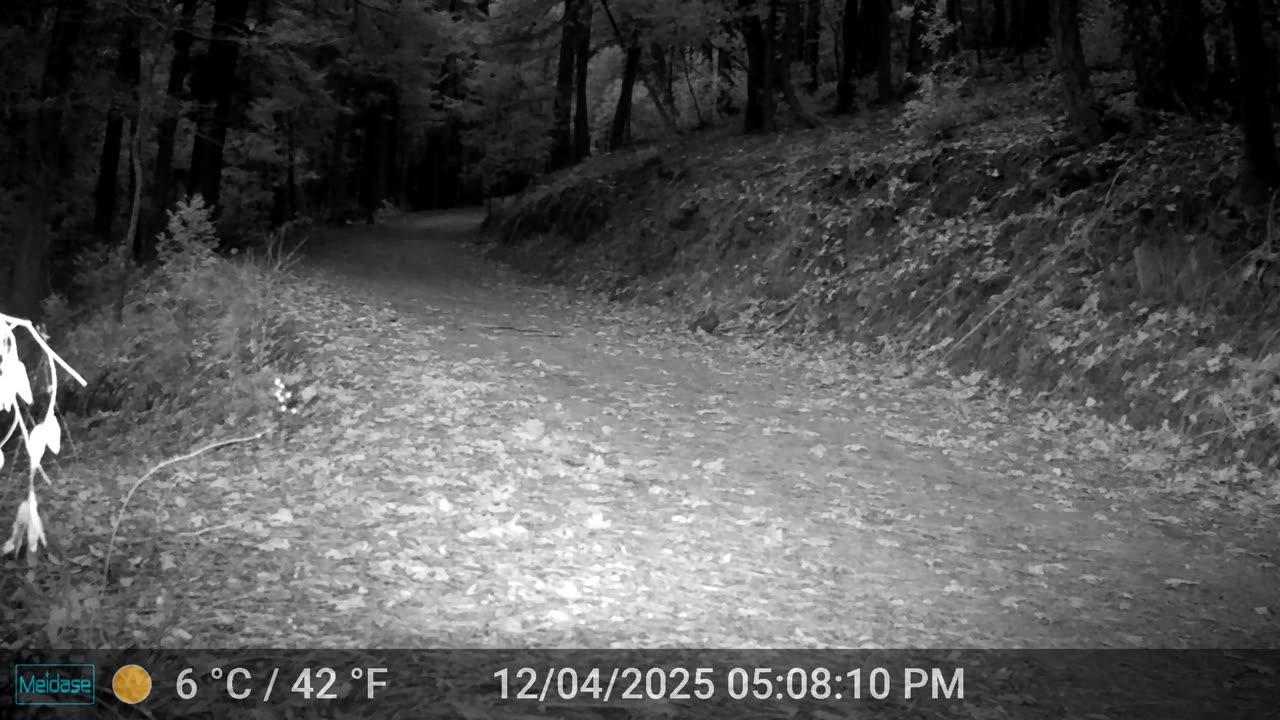 Just a Happy Little Skunk