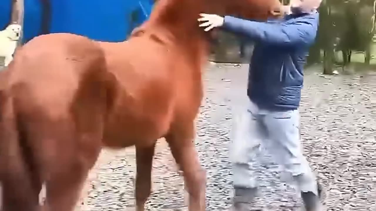 Animals reunited with their childhood human parents
