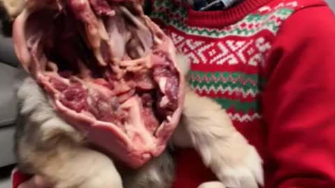 Magic dog