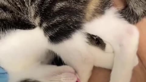 Funny video