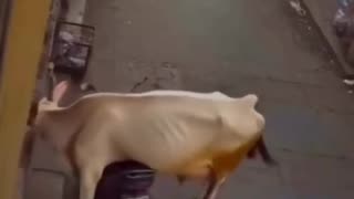 Bike Thief