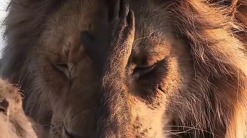 The Roar Of The King