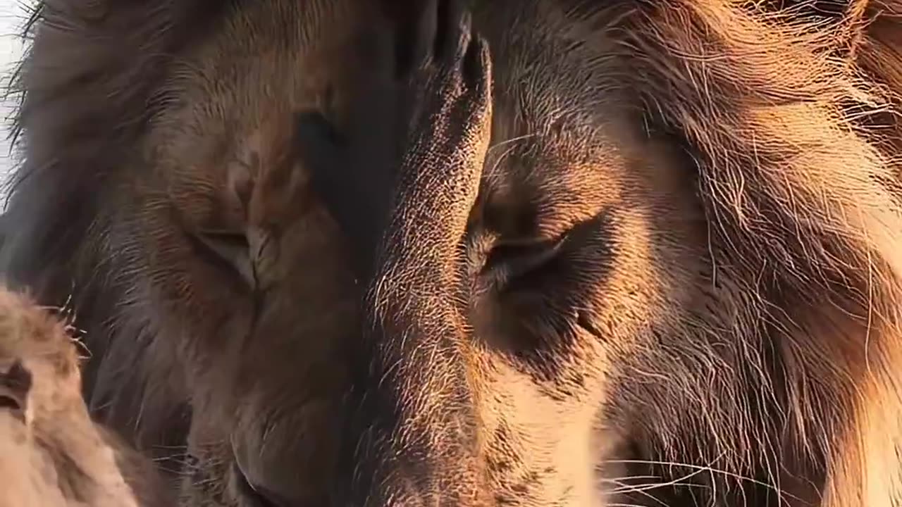 The Roar Of The King
