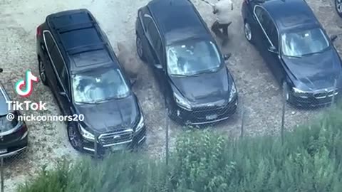 🐑🤪 The Wild Sheep Chase! | FunFM