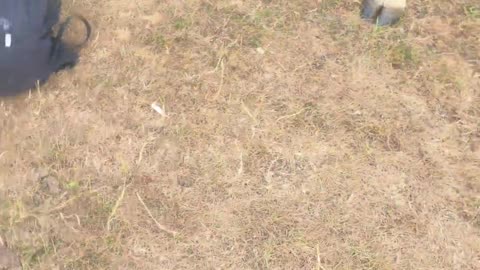 🐄😂 Cows are Apparently into Jazz and Plastic Bags! | FunFM