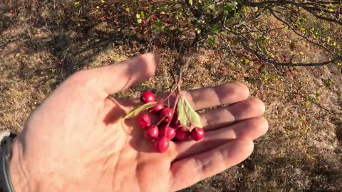 ОТец добыл боярышника, а потом напился