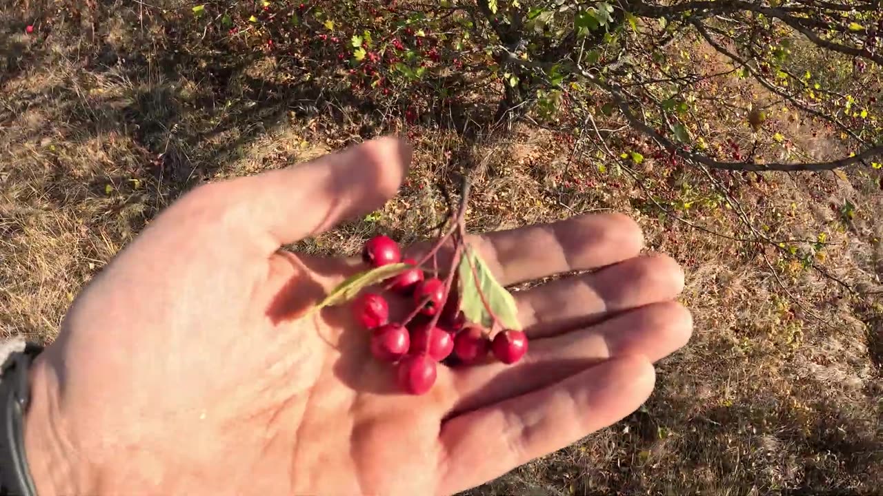 ОТец добыл боярышника, а потом напился