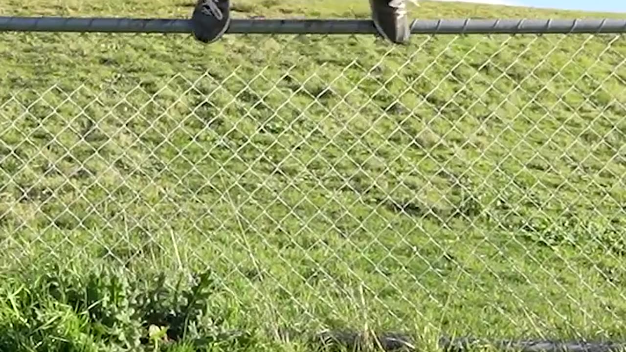 How animals get over a fence