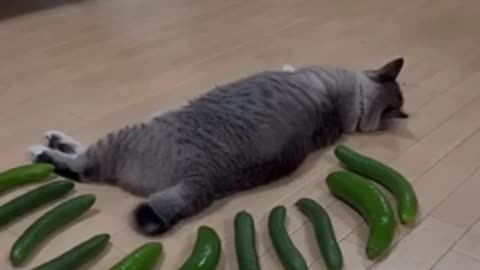 Cucumber prank in the cat 😂