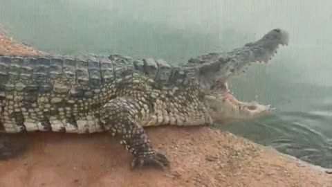 Crocodiles are afraid of shovels.