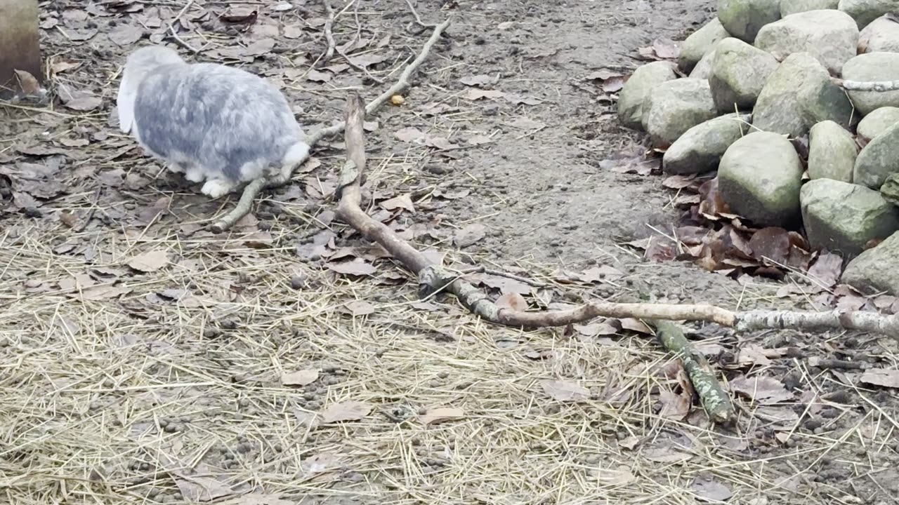 Bunny Steps, Happy Heart 💗 (Soothing Rabbit Walk)