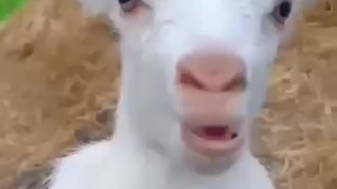 Baby cow vs. goat sound