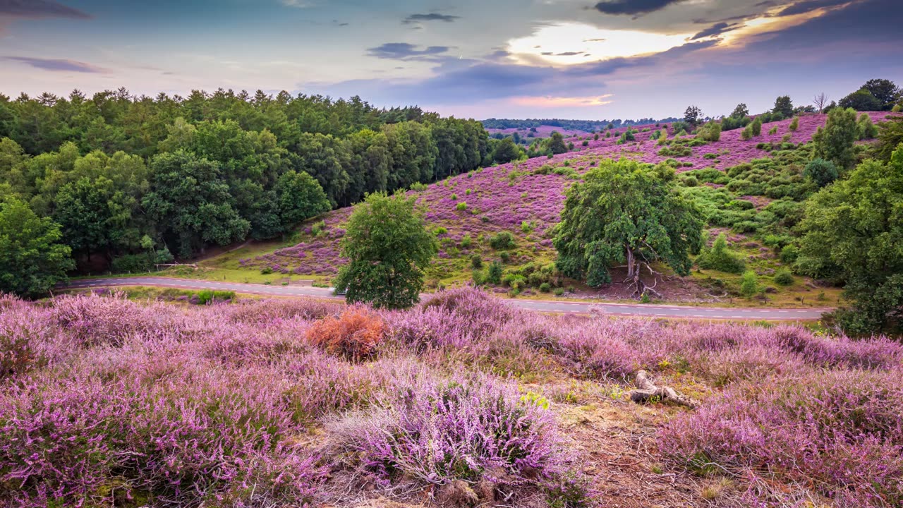 Empathise & Listen 👂 Herbal/Plant Frequency 🌿 741hz 💫