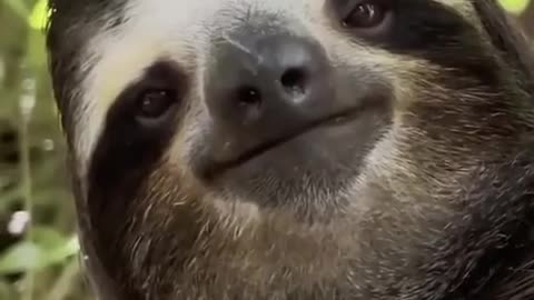 Sloth smile