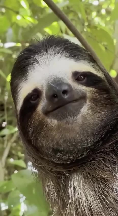 Sloth smile