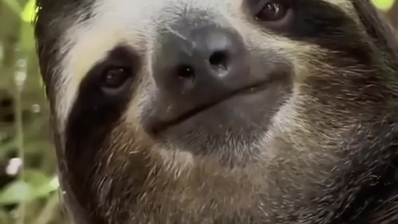 Sloth smile