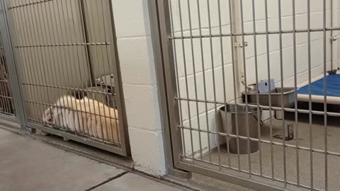 Lotus-black Rest in Peace A861864 Scooby 2y A820303 kennel 229 Harry's haven PACC shelter Loving 253