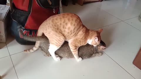 Understanding Cat Mating Behavior: How Cats Reproduce