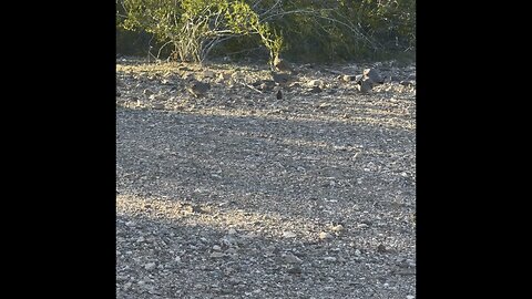 Lots of quail in Arizona desert.