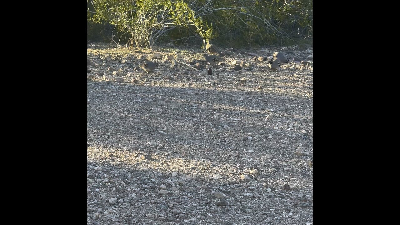 Lots of quail in Arizona desert.