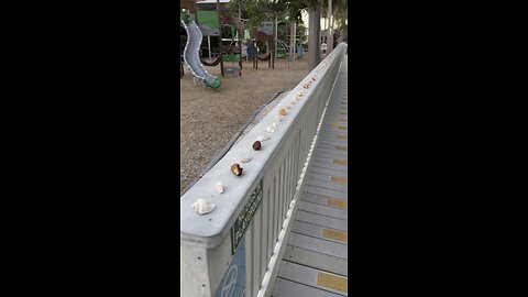 Merry Christmas From The Marco Island Shell Fairy! | 4K