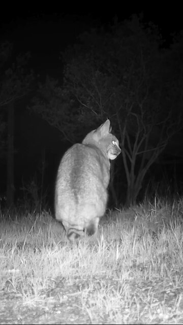 California Bobcat🐆Purr-fect Predator