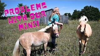 You WON'T Believe What They Are SAYING About Our BABY Horse!