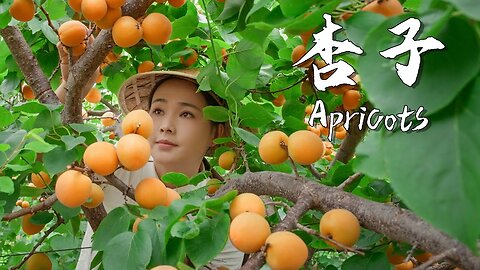 Apricots, the unique sweet and sour taste of summer