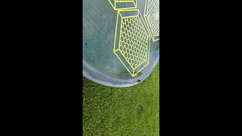 Thirsty Bee
