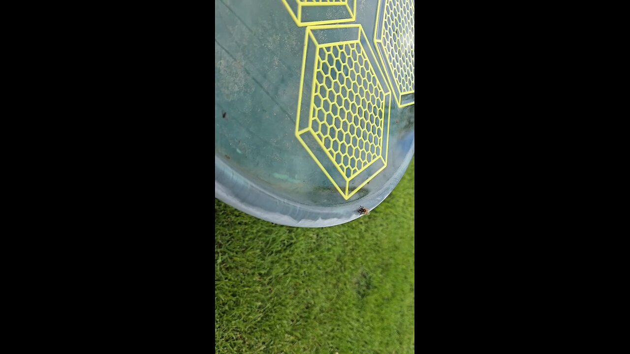 Thirsty Bee