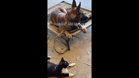 Punisher and his cats
