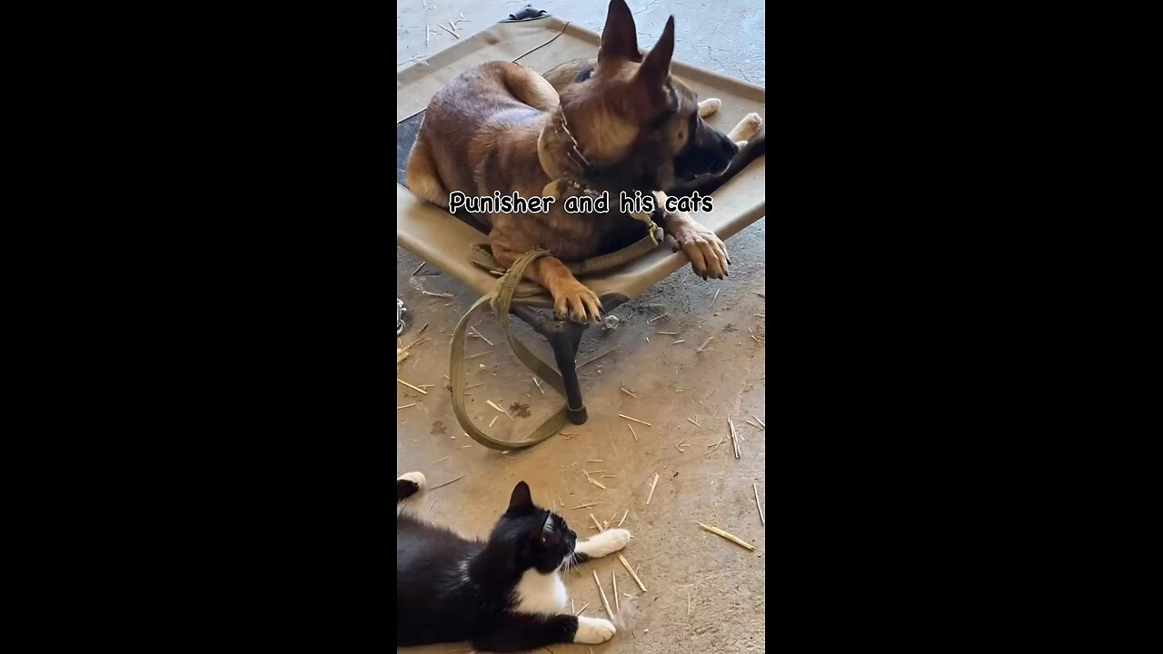 Punisher and his cats