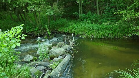 Sounds of a Forest Stream | Relaxing Water Sounds for Sleep & Meditation (ASMR)