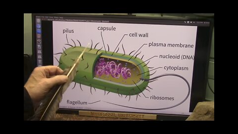 EVERY HEALTHY BIOLOGICAL CHEMICAL REACTION IN US REQUIRES A SPECIFIC BACTERIAL ENZYME