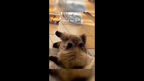 funny animals 🤣😹 video