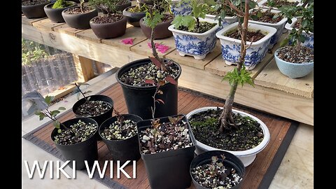 Wiki Wiki