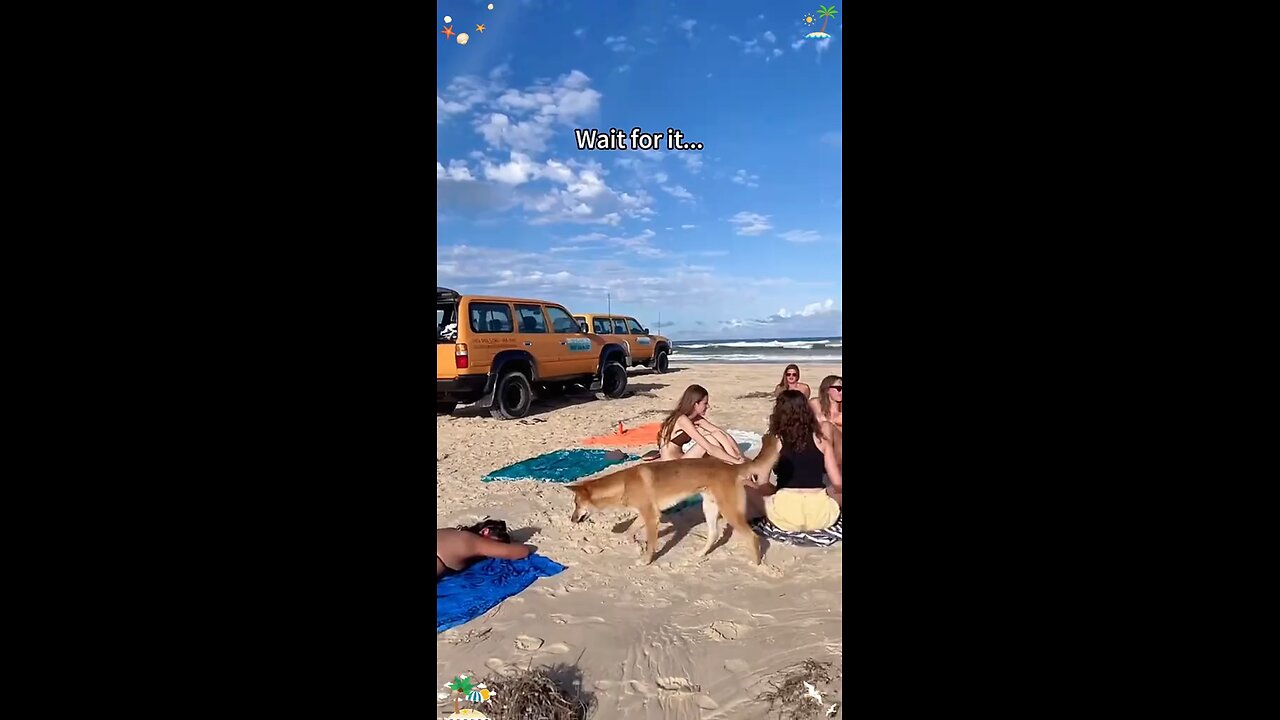 Dog 🐕love 🏖️