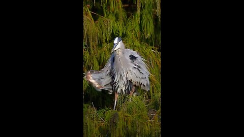 Blue Heron doing the trump dance